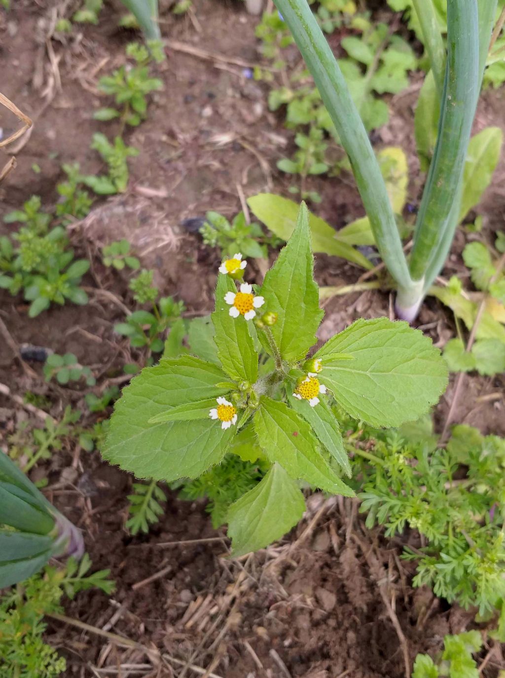 Galinsoga sp. (Asteraceae)